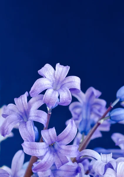 Fleurs printanières - jacinthes . — Photo