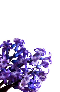 Bahar çiçekleri - sümbül.