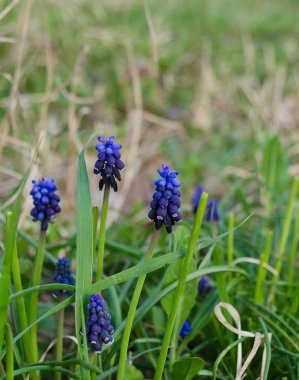 Orman çiçekler muscari.
