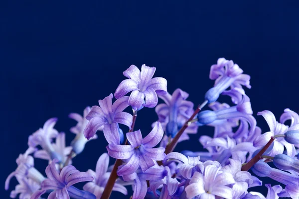 Vårens blommor - hyacinter. — Stockfoto