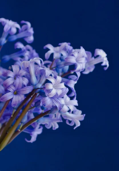 Jarní květiny - hyacinty. — Stock fotografie