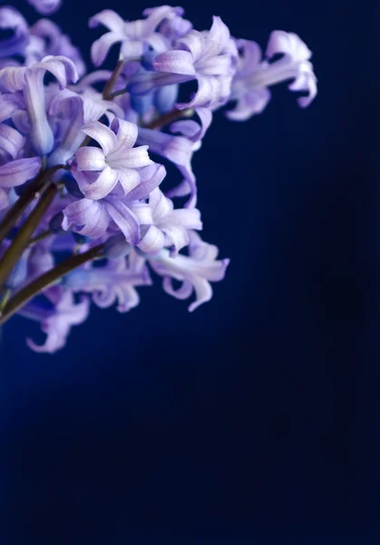 Jarní květiny - hyacinty. — Stock fotografie