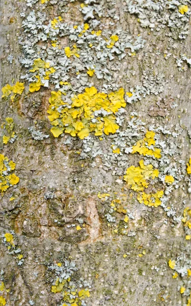 Lichen na stromové kůře. — Stock fotografie