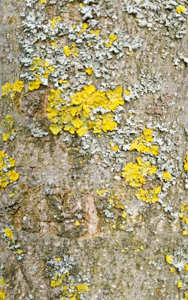 Líquen na casca da árvore. — Fotografia de Stock