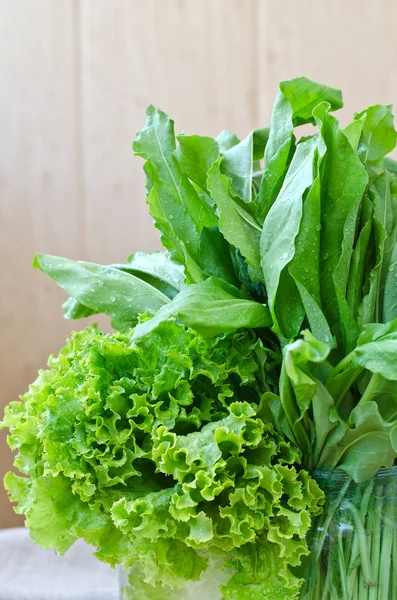 Lechuga fresca y acedera . — Foto de Stock