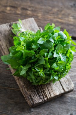 Taze fesleğen ve kekik panoları