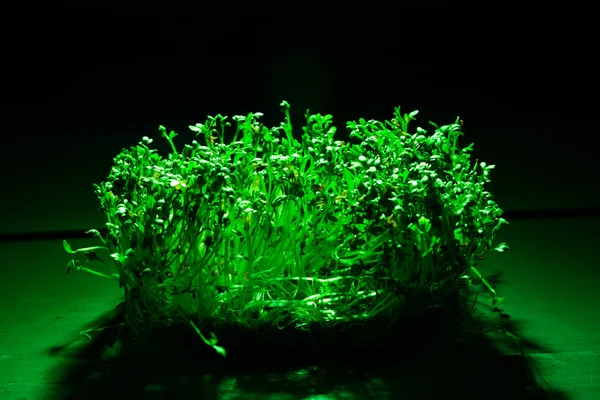 Growing cress under green light — Stock Photo, Image