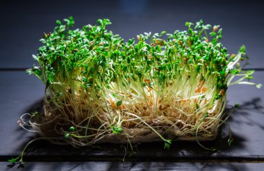 koyu arka plan üzerinde büyüyen tere