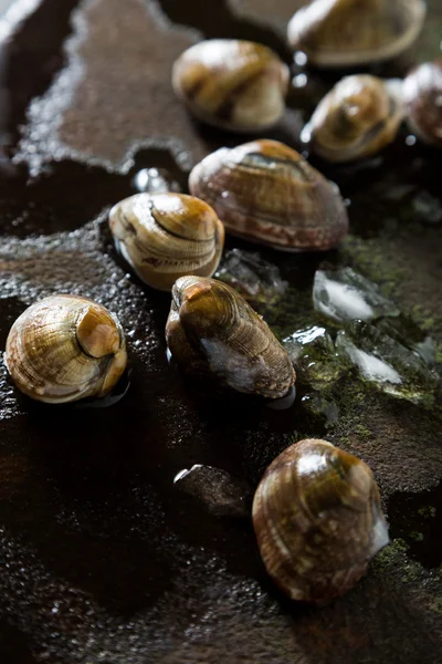 Muscheln und Eis auf dem Tisch — Stockfoto