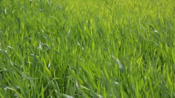 Herbe printanière dans le vent, fond vert — Video