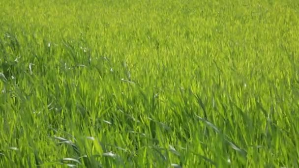 Spring grass in the wind, green background — Stock Video