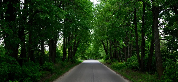 Die Straße zwischen den grünen Bäumen — Stockfoto