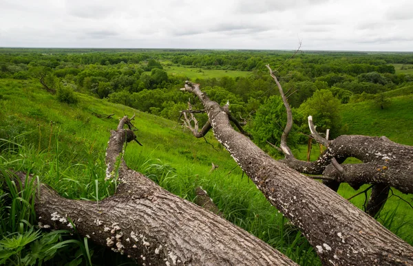 Landschaft mit einem abgebrochenen Baum — Stockfoto
