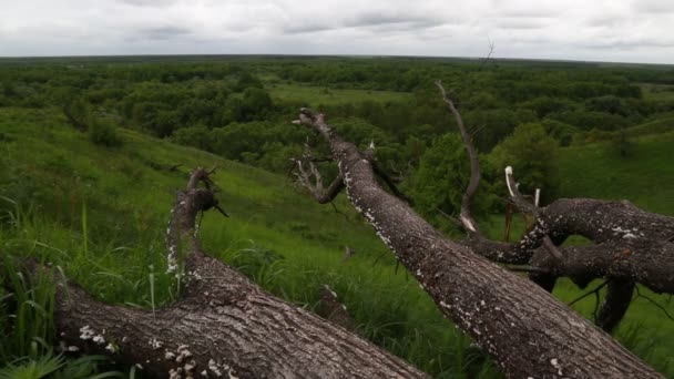 Paesaggio con un albero rotto — Video Stock