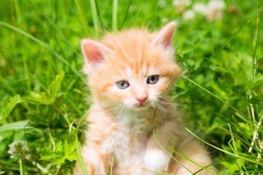 Çimlerde kızıl kedi yavrusu