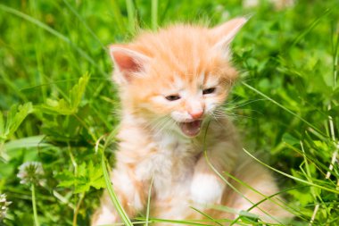 Çimlerde kızıl kedi yavrusu