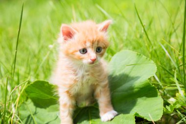 Çimlerde kızıl kedi yavrusu