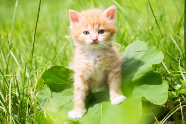 Çimlerde kızıl kedi yavrusu