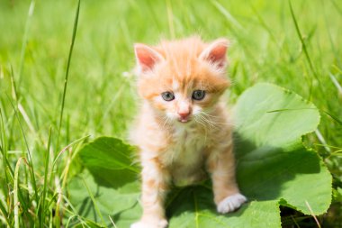 Çimlerde kızıl kedi yavrusu