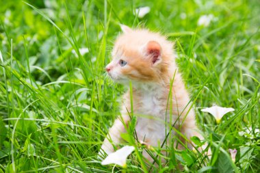 Çimlerde kızıl kedi yavrusu