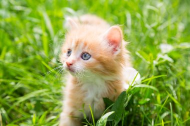 Çimlerde kızıl kedi yavrusu