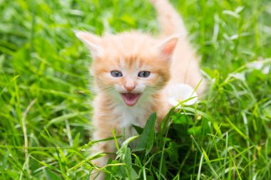 Çimlerde kızıl kedi yavrusu
