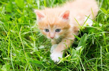 Çimlerde kızıl kedi yavrusu