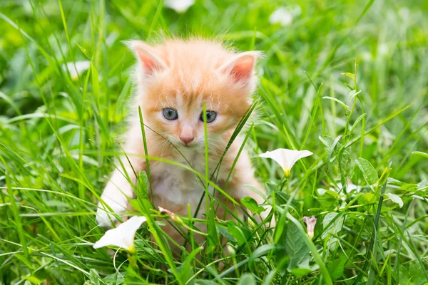 Çimlerde kızıl kedi yavrusu — Stok fotoğraf