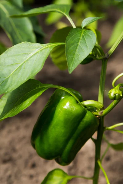 Anbau von grünem Paprika — Stockfoto