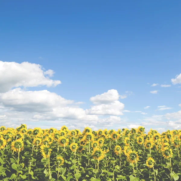 Pole slunečnic, letní krajina — Stock fotografie