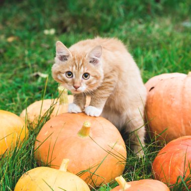 Kabaklar arasında kırmızı kedi