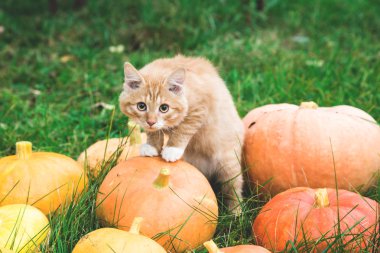 Kabaklar arasında kırmızı kedi