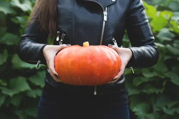 Calabaza madura en manos de una chica —  Fotos de Stock