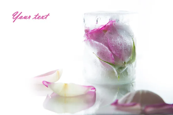 Rosebud in ghiaccio, con spazio per il testo — Foto Stock