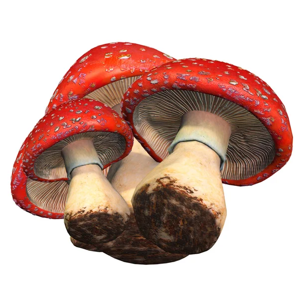 Funghi rossi, mosca ararica — Foto Stock