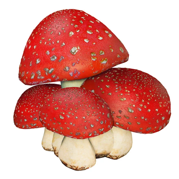 Funghi rossi, mosca ararica — Foto Stock