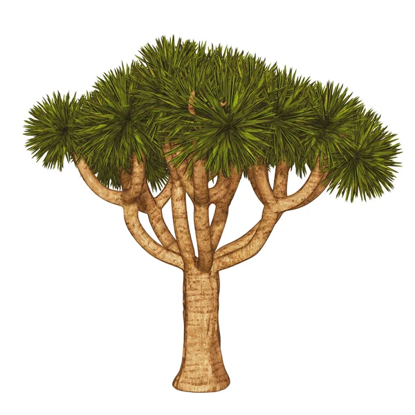 Joschua-Baum , — Stockfoto