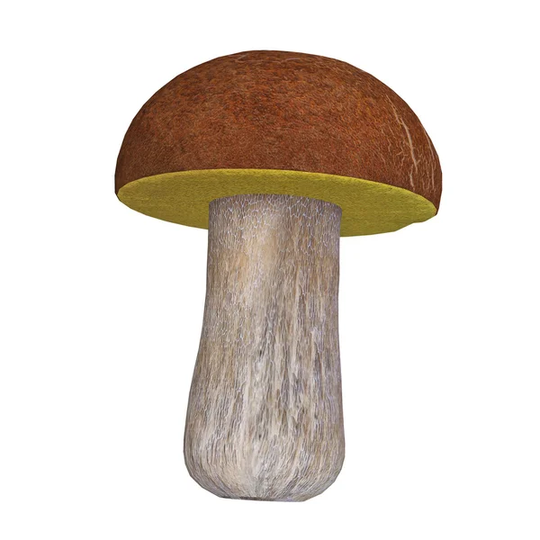 Funghi — Foto Stock