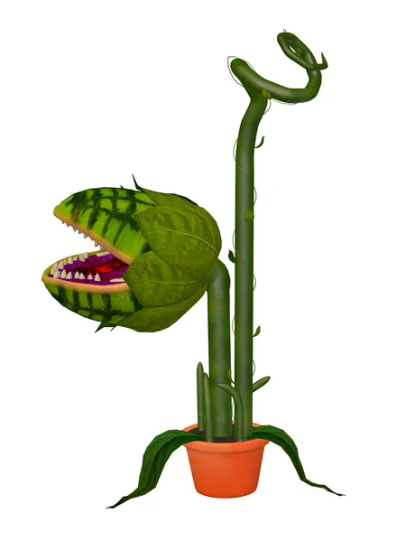 Monster flower — Stock Photo, Image