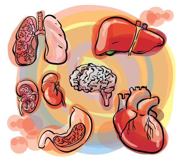 Conjunto de bocetos de órganos internos — Vector de stock