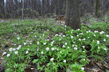 Anemone Dubravnaya İlkbaharda bir ormanda