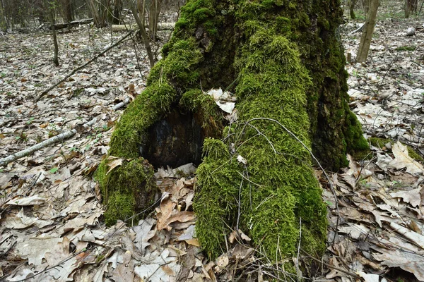 Árbol Cubierto Musgo Hojas Secas Bosque —  Fotos de Stock