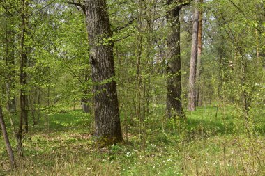 Bahar ormanında yaprakları olan ağaç gövdeleri ve dalları