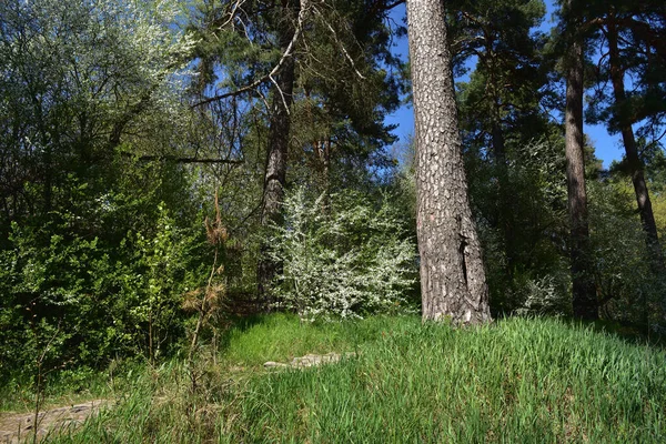 Borda Floresta Primavera Grama Verde Árvores Céus Azuis — Fotografia de Stock