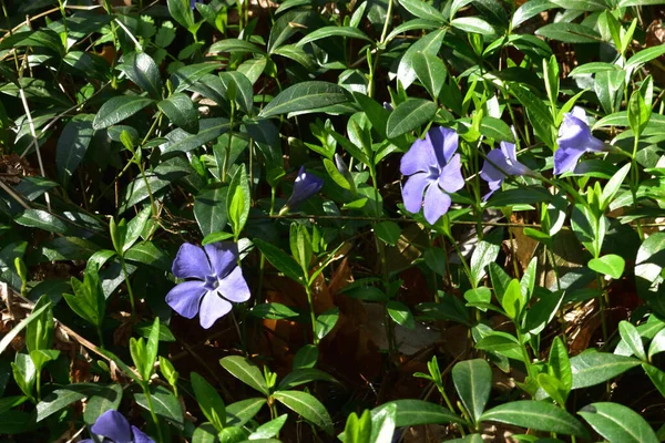 Periwinkle Flowers Green Leaves Spring Forest — Stock Photo, Image