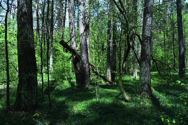 Bosque Primavera Árboles Matorrales Bosque Primavera —  Fotos de Stock