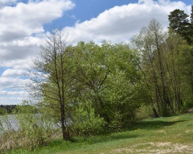 Nehir kenarındaki ağaçlar ve bulutlu gökyüzü