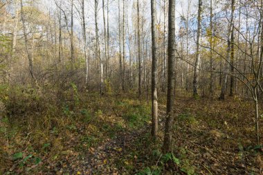  Ormandaki Sonbahar Ağaçlarının İçinden Güneş Işığı Filtresi