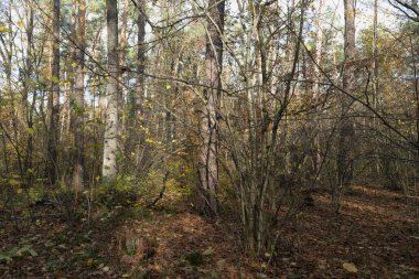  Düşen Yapraklarla Yoğun Sonbahar Ormanı Ormanı