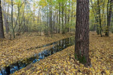 Sonbahar ormanı altın yapraklarla dolu.